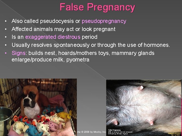 False Pregnancy • • • Also called pseudocyesis or pseudopregnancy Affected animals may act