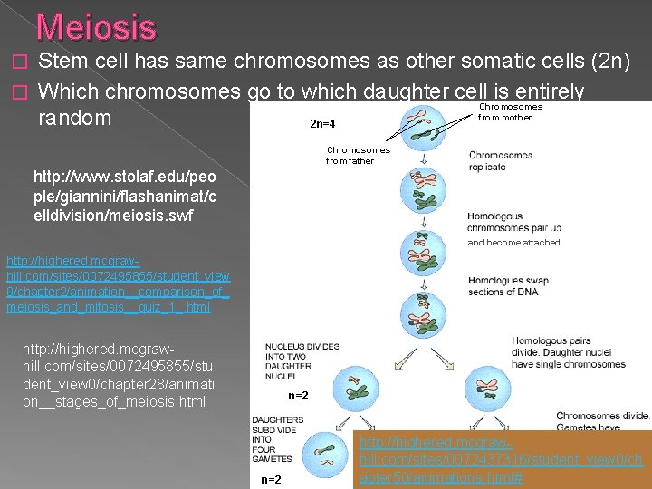 Meiosis Stem cell has same chromosomes as other somatic cells (2 n) � Which