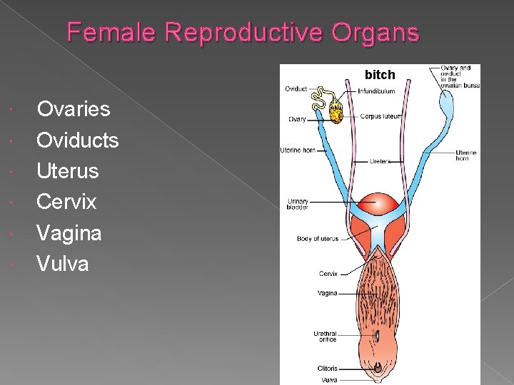 Female Reproductive Organs bitch Ovaries Oviducts Uterus Cervix Vagina Vulva 