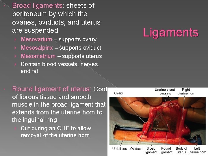  Broad ligaments: sheets of peritoneum by which the ovaries, oviducts, and uterus are