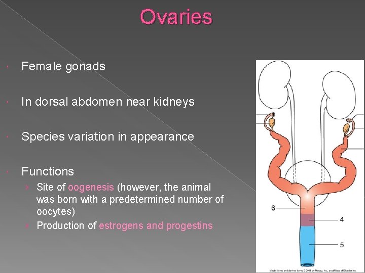 Ovaries Female gonads In dorsal abdomen near kidneys Species variation in appearance Functions ›