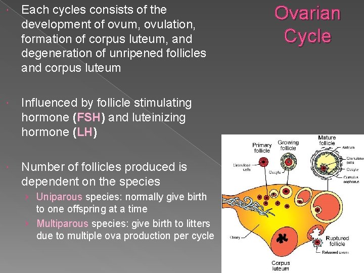  Each cycles consists of the development of ovum, ovulation, formation of corpus luteum,