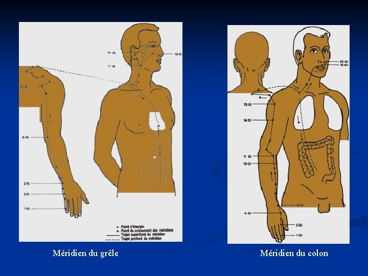 Méridien du grêle Méridien du colon 