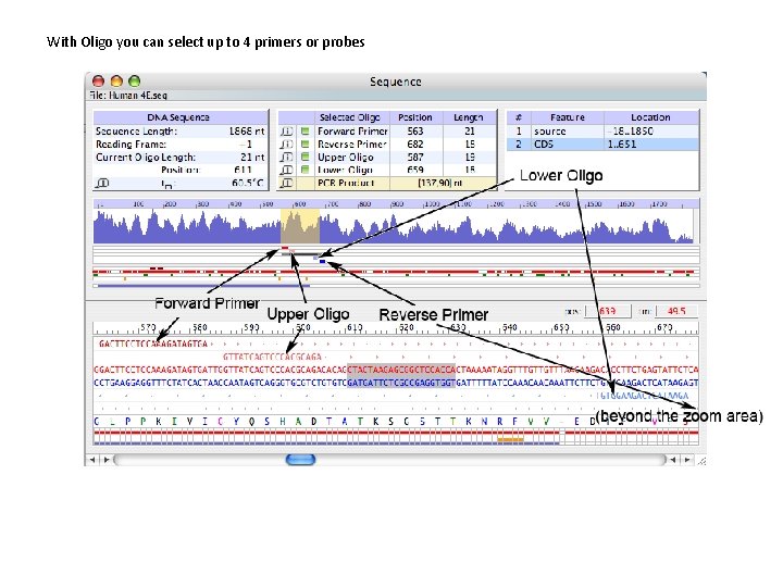 With Oligo you can select up to 4 primers or probes 