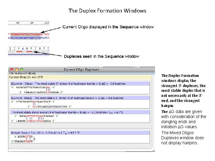 The Duplex Formation Windows The Duplex Formation windows display the strongest 3’-duplexes, the most