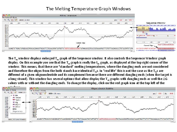 The Melting Temperature Graph Windows The Tm window displays enlarged Tm graph of the