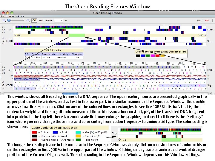 The Open Reading Frames Window This window shows all 6 reading frames of a