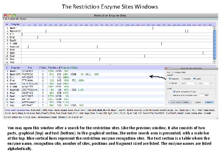 The Restriction Enzyme Sites Windows You may open this window after a search for