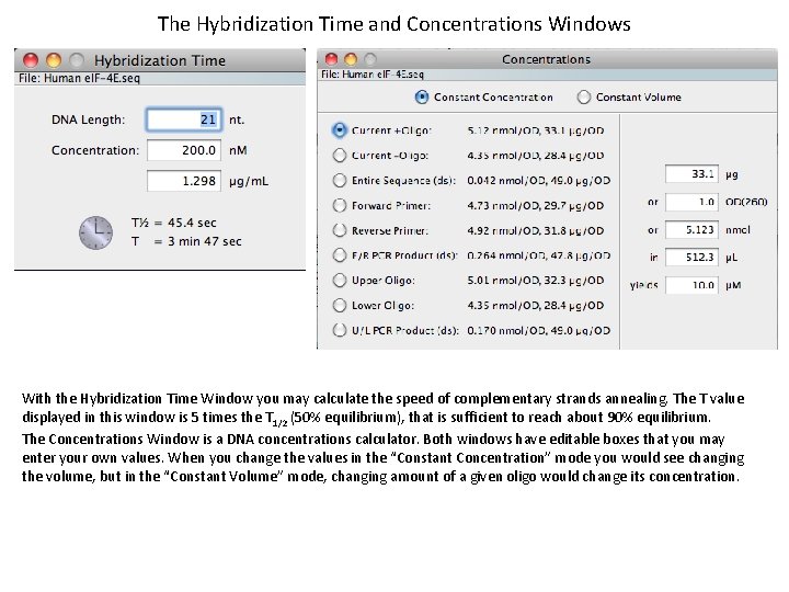 The Hybridization Time and Concentrations Windows With the Hybridization Time Window you may calculate