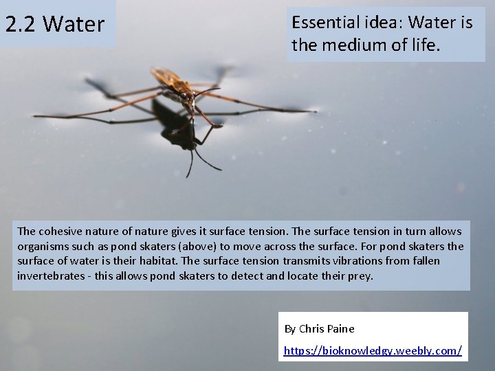 2. 2 Water Essential idea: Water is the medium of life. The cohesive nature 2. 2 Water Essential idea: Water is the medium of life. The cohesive nature