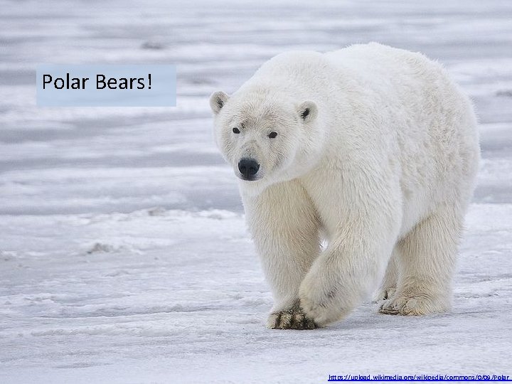 Polar Bears! https: //upload. wikimedia. org/wikipedia/commons/0/09/Polar_ Polar Bears! https: //upload. wikimedia. org/wikipedia/commons/0/09/Polar_