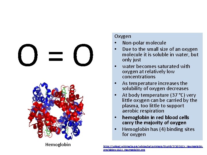 O=O Hemoglobin Oxygen • Non-polar molecule • Due to the small size of an O=O Hemoglobin Oxygen • Non-polar molecule • Due to the small size of an