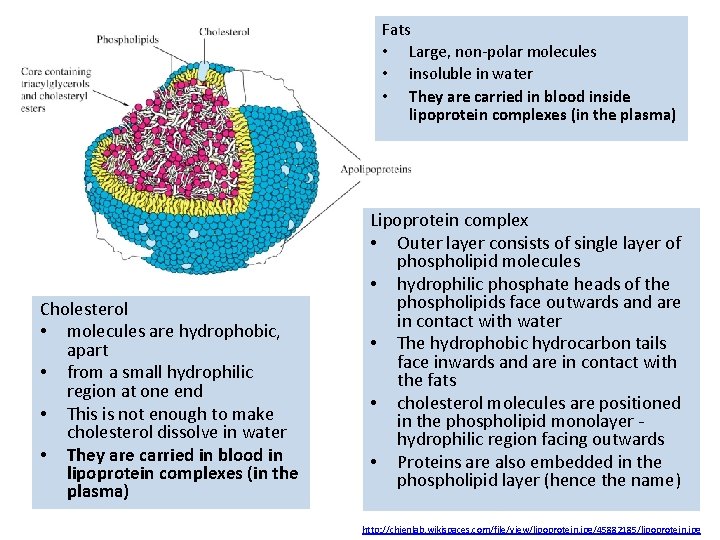 Fats • Large, non-polar molecules • insoluble in water • They are carried in Fats • Large, non-polar molecules • insoluble in water • They are carried in