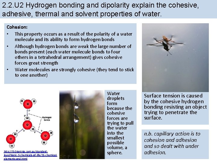 2. 2. U 2 Hydrogen bonding and dipolarity explain the cohesive, adhesive, thermal and 2. 2. U 2 Hydrogen bonding and dipolarity explain the cohesive, adhesive, thermal and