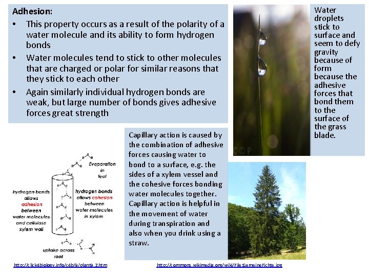 Adhesion: • This property occurs as a result of the polarity of a water Adhesion: • This property occurs as a result of the polarity of a water