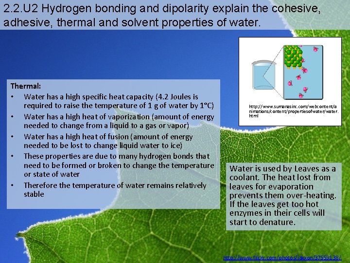 2. 2. U 2 Hydrogen bonding and dipolarity explain the cohesive, adhesive, thermal and 2. 2. U 2 Hydrogen bonding and dipolarity explain the cohesive, adhesive, thermal and