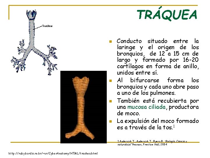 TRÁQUEA n n Conducto situado entre la laringe y el origen de los bronquios,