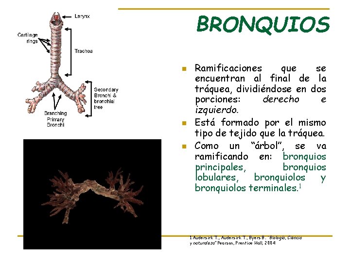 BRONQUIOS n n n Ramificaciones que se encuentran al final de la tráquea, dividiéndose