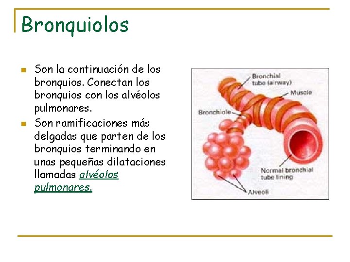 Bronquiolos n n Son la continuación de los bronquios. Conectan los bronquios con los