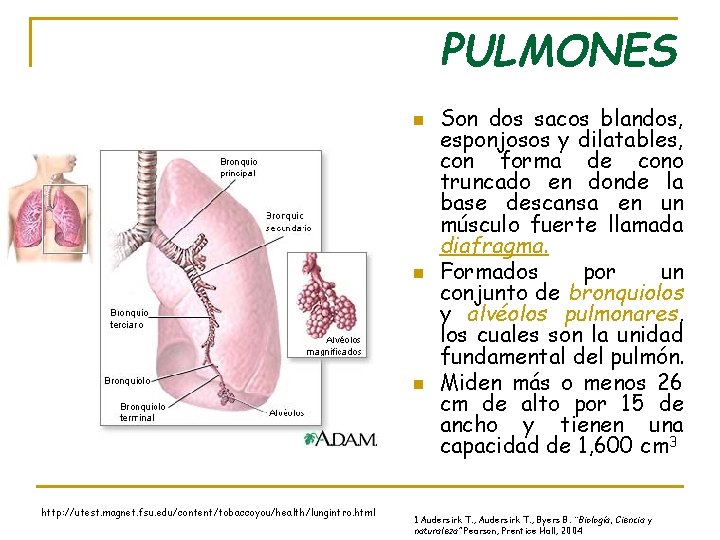 PULMONES n n n http: //utest. magnet. fsu. edu/content/tobaccoyou/health/lungintro. html Son dos sacos blandos,