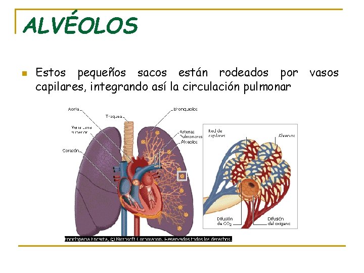 ALVÉOLOS n Estos pequeños sacos están rodeados por vasos capilares, integrando así la circulación