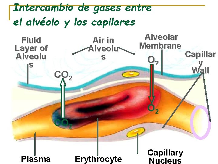 Intercambio de gases entre el alvéolo y los capilares Fluid Layer of Alveolu s