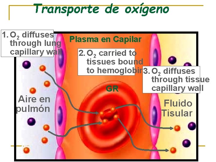 Transporte de oxígeno 1. O 2 diffuses Plasma en Capilar through lung capillary wall