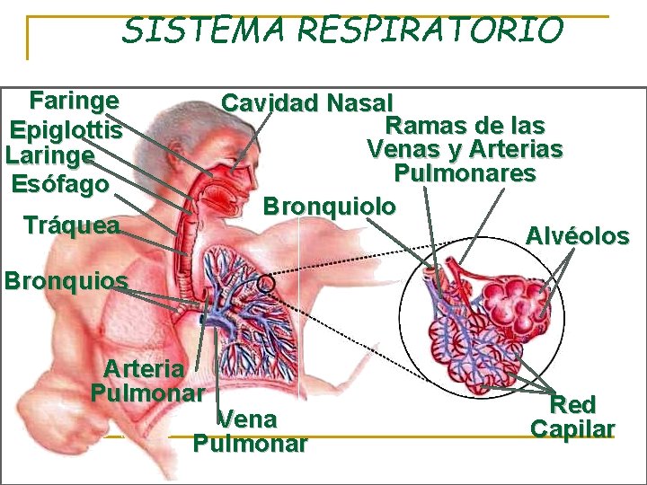 SISTEMA RESPIRATORIO Faringe Epiglottis Laringe Esófago Cavidad Nasal Ramas de las Venas y Arterias