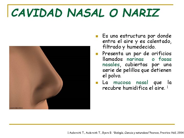 CAVIDAD NASAL O NARIZ n n n Es una estructura por donde entra el