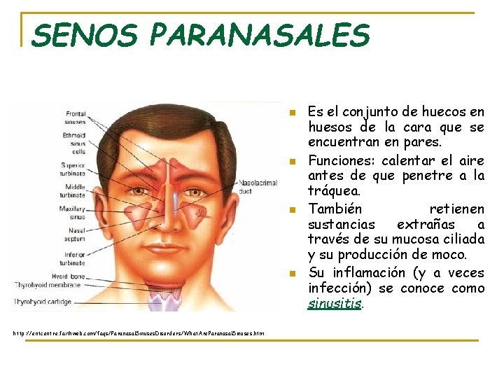 SENOS PARANASALES n n http: //entcentre. faithweb. com/faqs/Paranasal. Sinuses. Disorders/What. Are. Paranasal. Sinuses. htm