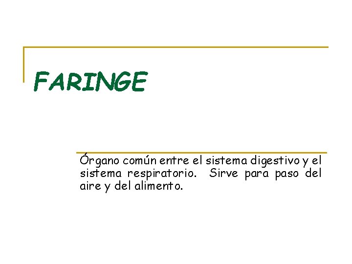 FARINGE Órgano común entre el sistema digestivo y el sistema respiratorio. Sirve para paso