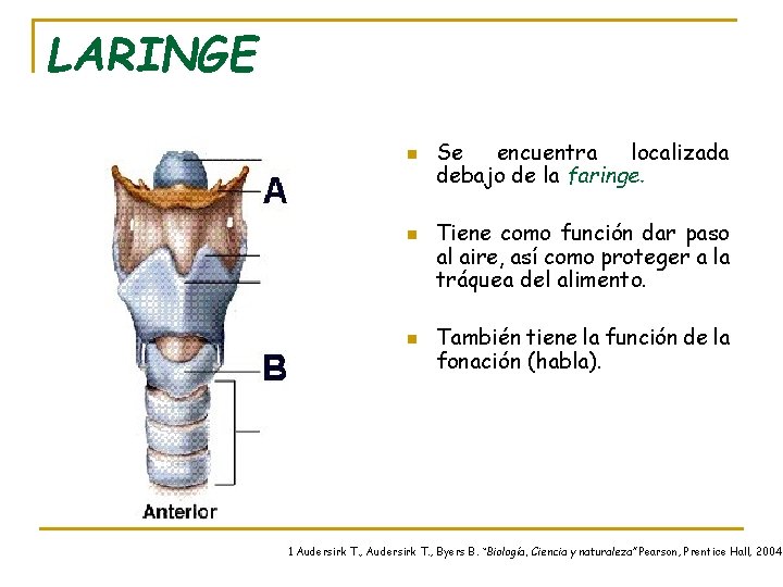 LARINGE n n n Se encuentra localizada debajo de la faringe. Tiene como función