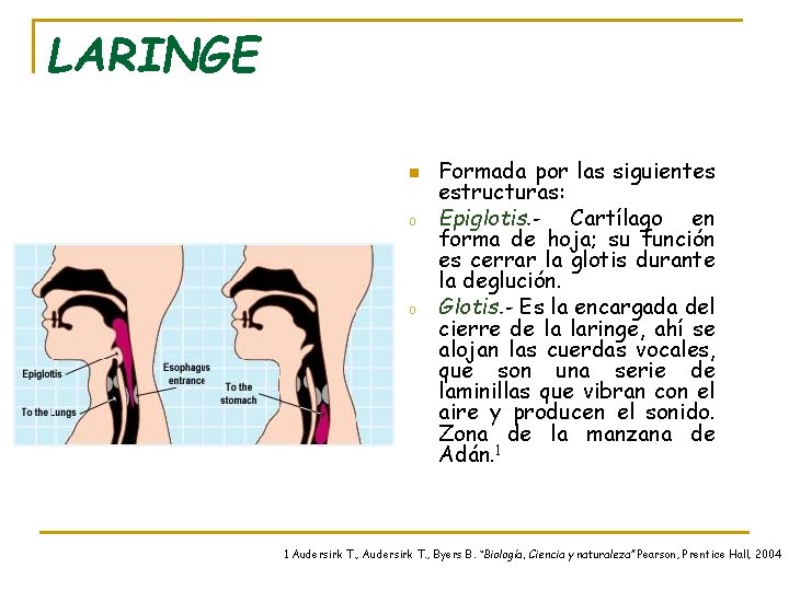 LARINGE n o o Formada por las siguientes estructuras: Epiglotis. - Cartílago en forma