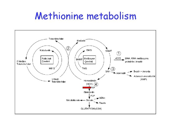 Methionine metabolism 