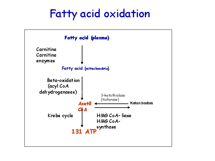 Fatty acid oxidation Fatty acid (plasma) Carnitine enzymes Fatty acid (mitochondria) Beta-oxidation (acyl Co.