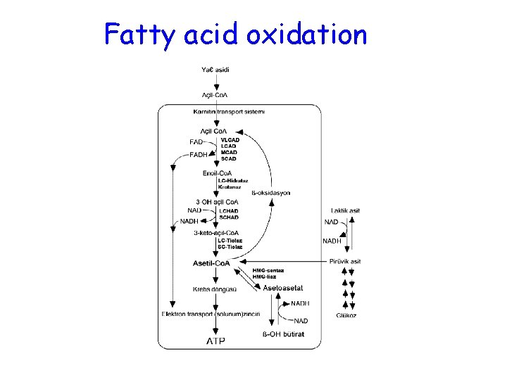 Fatty acid oxidation 