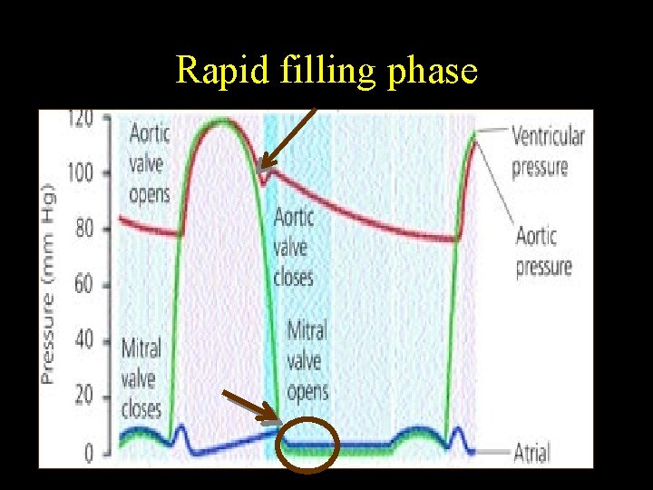 Rapid filling phase 