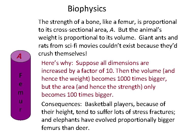 Biophysics A F e m u r The strength of a bone, like a