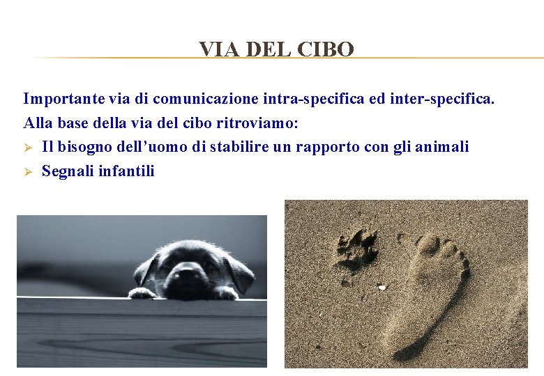 VIA DEL CIBO Importante via di comunicazione intra-specifica ed inter-specifica. Alla base della via