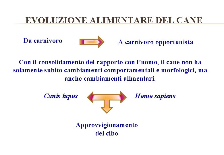 EVOLUZIONE ALIMENTARE DEL CANE Da carnivoro A carnivoro opportunista Con il consolidamento del rapporto
