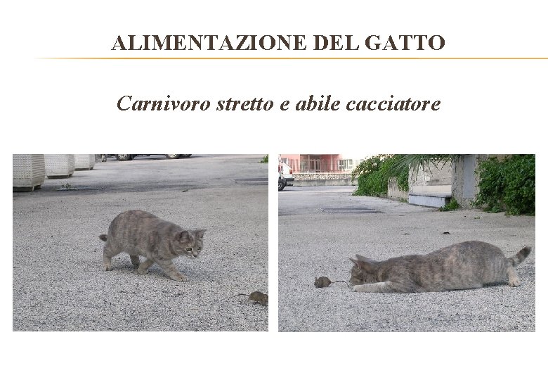 ALIMENTAZIONE DEL GATTO Carnivoro stretto e abile cacciatore 