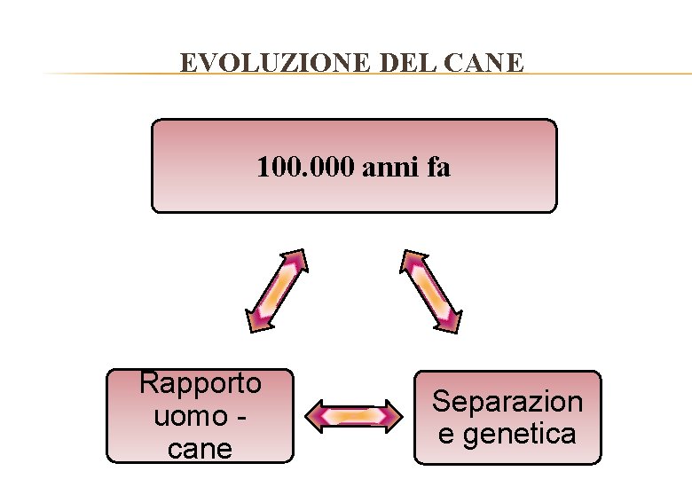 EVOLUZIONE DEL CANE 100. 000 anni fa Rapporto uomo cane Separazion e genetica 