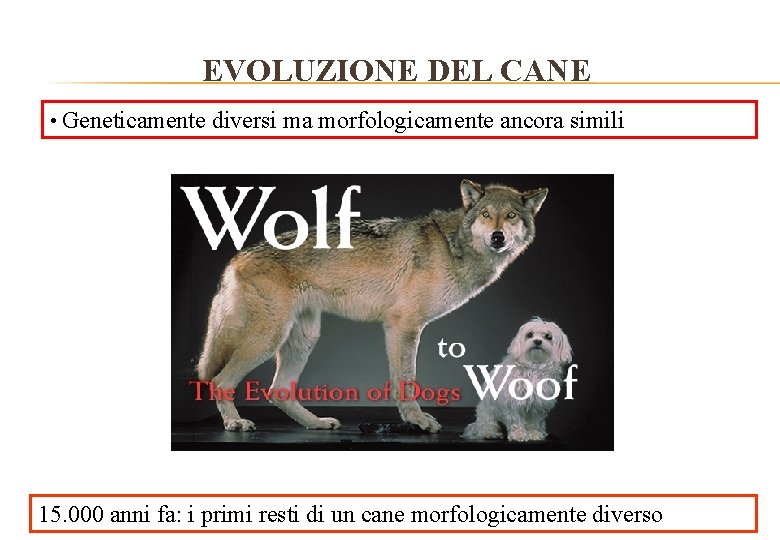 EVOLUZIONE DEL CANE • Geneticamente diversi ma morfologicamente ancora simili 15. 000 anni fa: