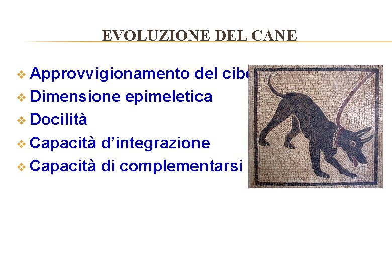 EVOLUZIONE DEL CANE v Approvvigionamento del cibo v Dimensione epimeletica v Docilità v Capacità