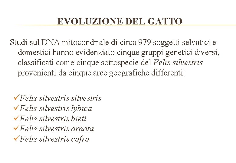 EVOLUZIONE DEL GATTO Studi sul DNA mitocondriale di circa 979 soggetti selvatici e domestici