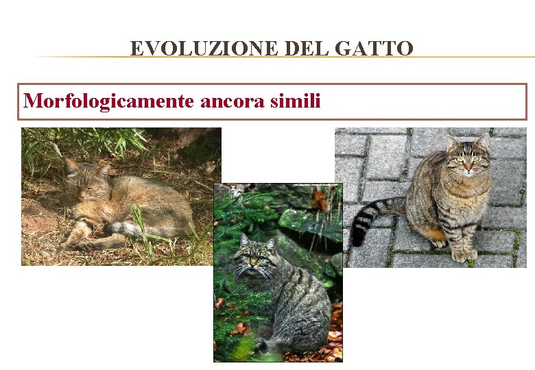 EVOLUZIONE DEL GATTO Morfologicamente ancora simili 