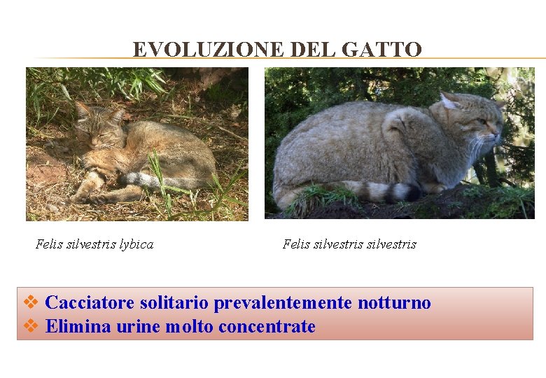 EVOLUZIONE DEL GATTO Felis silvestris lybica Felis silvestris v Cacciatore solitario prevalentemente notturno v