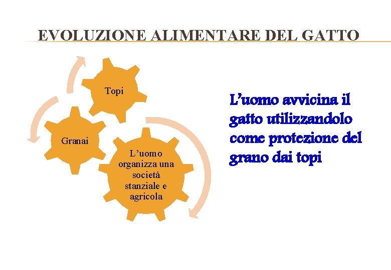 EVOLUZIONE ALIMENTARE DEL GATTO Topi Granai L’uomo organizza una società stanziale e agricola L’uomo