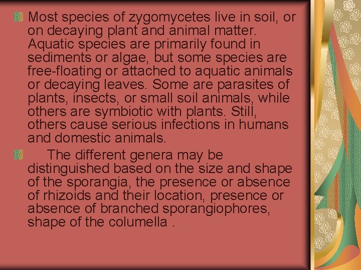 Most species of zygomycetes live in soil, or on decaying plant and animal matter.