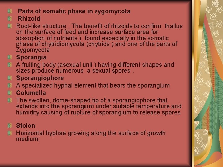 Parts of somatic phase in zygomycota Rhizoid Root-like structure , The benefit of rhizoids